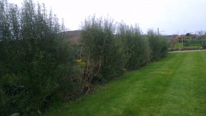 Garden with hedge