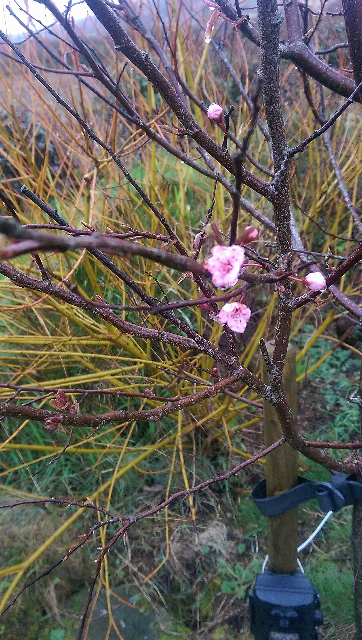 Flowering cherry