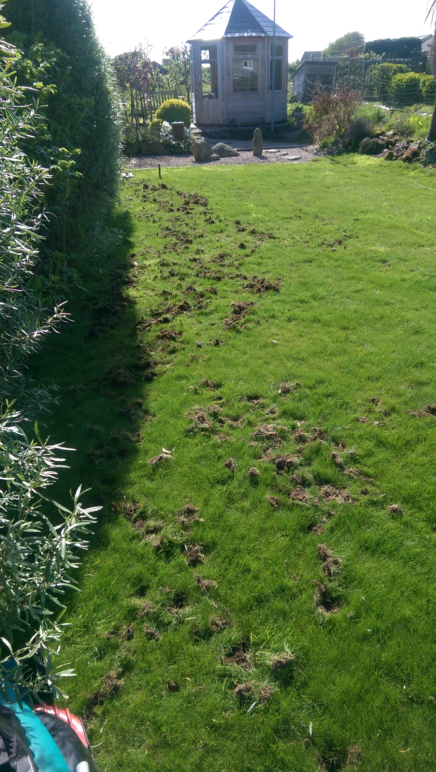 Badgers digging up the lawn | quanglewangle