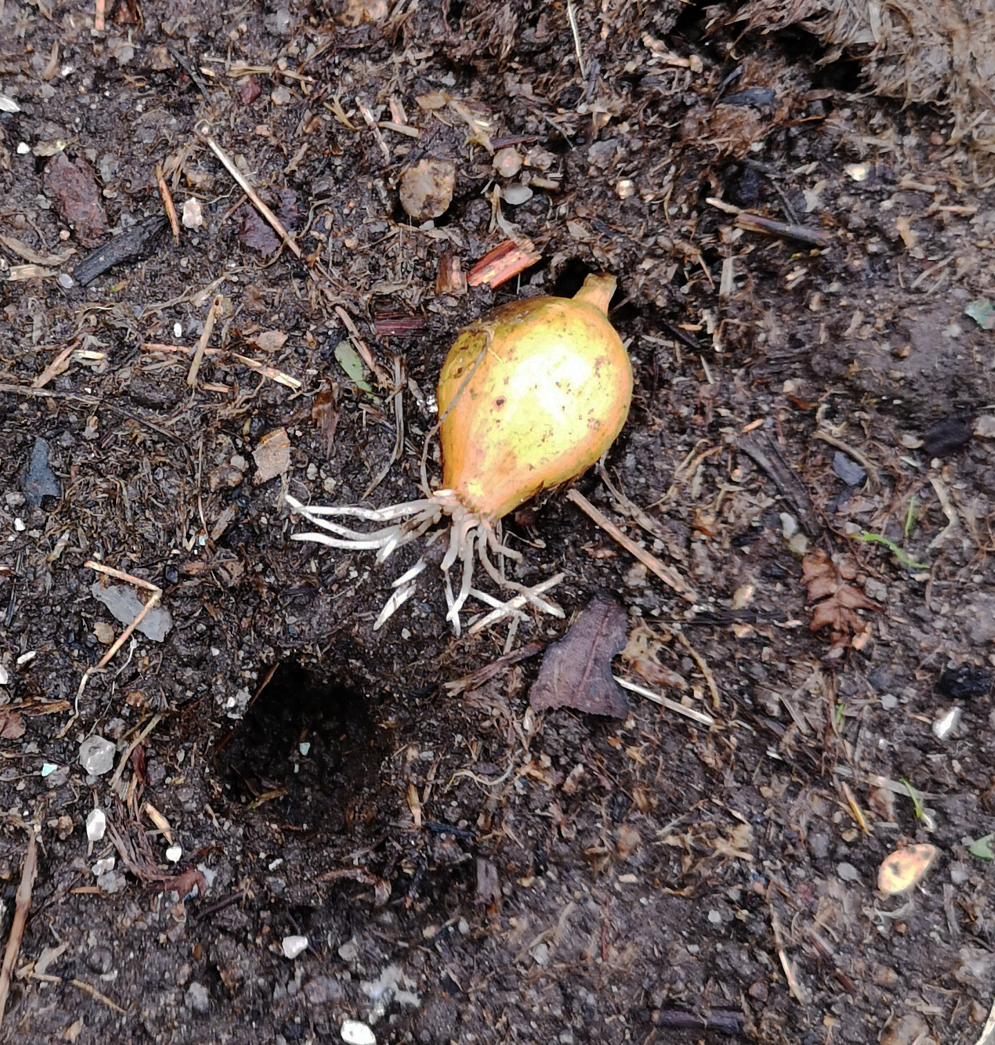 Recently planted Senshyu onion set with roots, lying beside hole