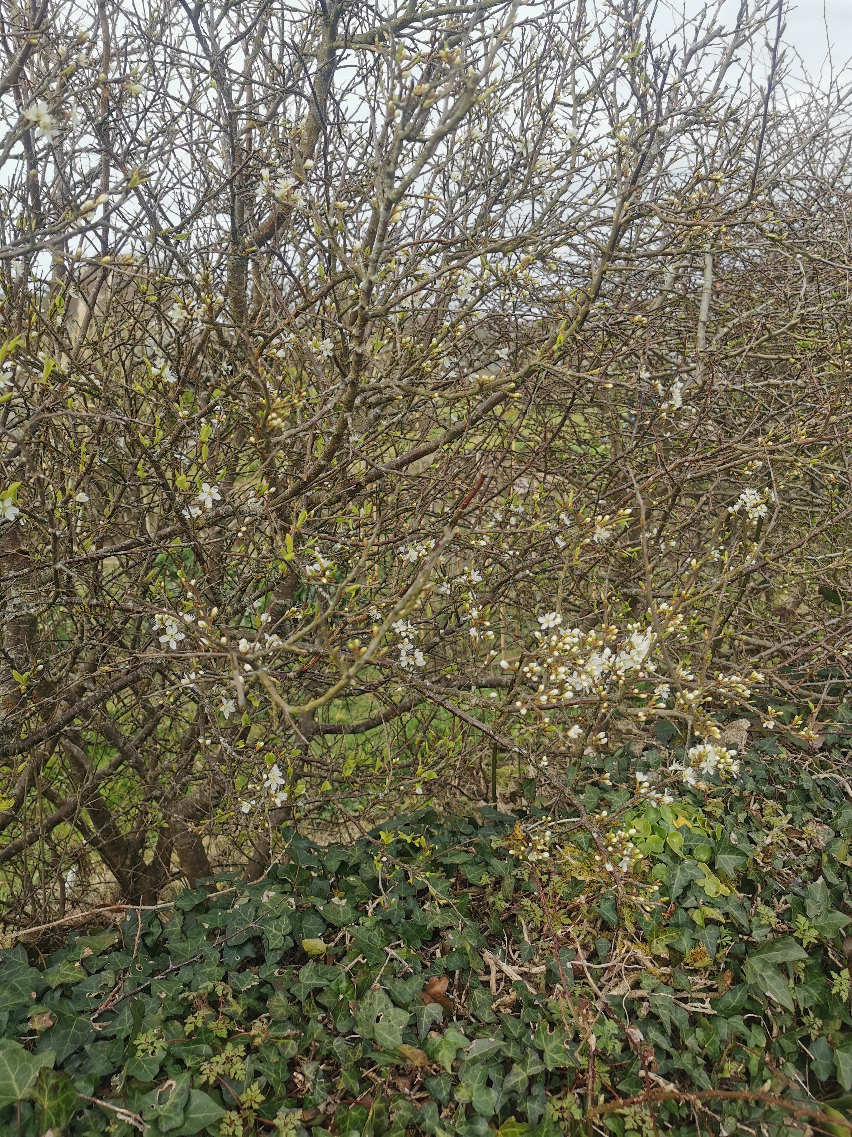 Blackthorn blossom